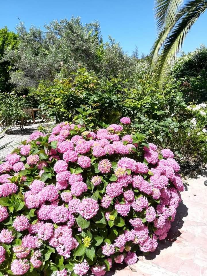 Villa Angel - Spa Caunes-Minervois Εξωτερικό φωτογραφία